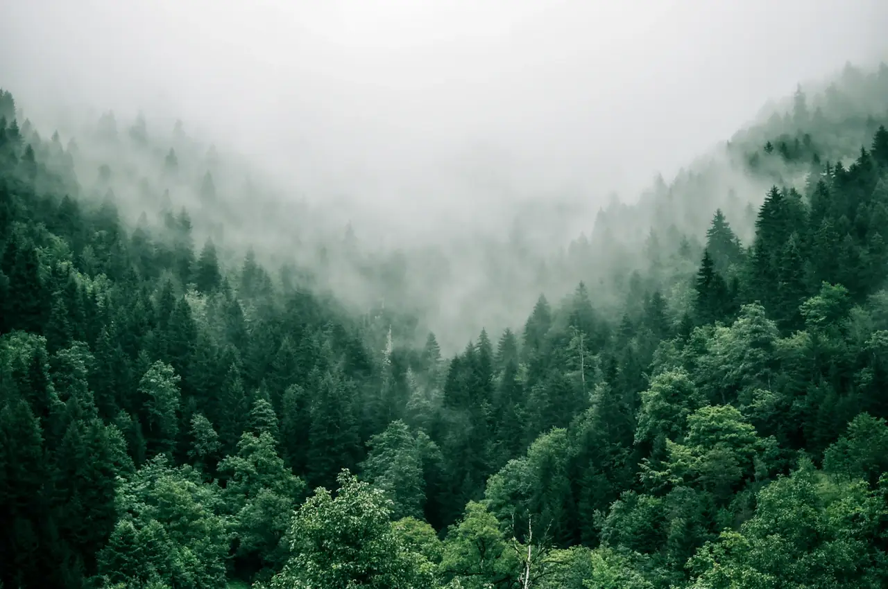 Sunlight streaming through deep forest trees